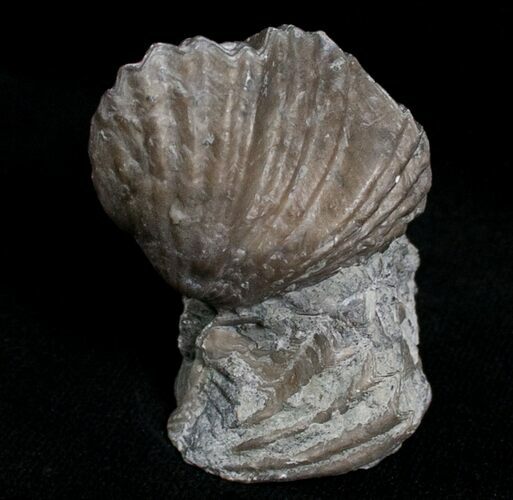 Platystrophia Brachiopod Fossils From Kentucky #6627